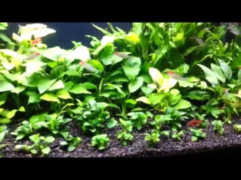 how to fertilize java fern