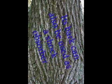 how to identify an elm tree