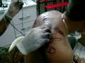 Mulatinho se tattooando