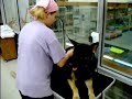 German Shepherd in Self-Service Dog Wash
