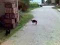 videos de L'otto volante....3gp