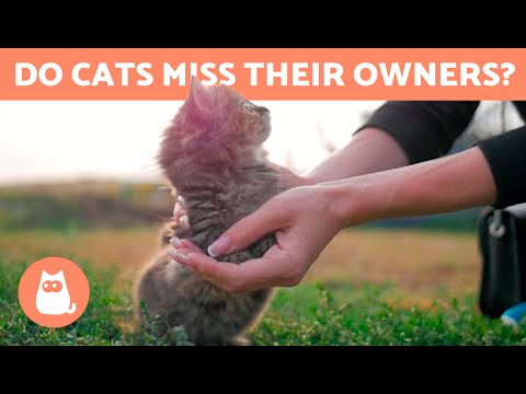 Do CATS MISS Their OWNERS? Do They Forget Us? - YouTube