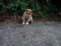 マムシと猫