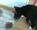 Iitu and Emppu my cats