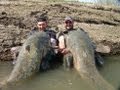 Catfish Record In First Night Fishing 2011 - Hd By Yuri Grisendi