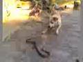 Botones VS Serpiente