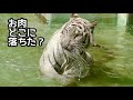 シロップ、ツキ、シグレ　お肉の氷漬けが落ちてきましたよ【伊豆アニマルキングダム】Syrup Tsuki Shigure Izu Animal Kingdom