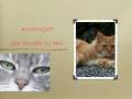 LE CHAT - BAUDELAIRE.mov