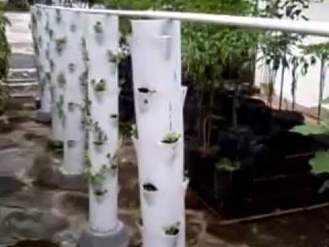 Tanaman Seledri dan Irigasi vertikultur