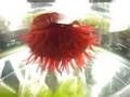 Actinia equina - Duffy - Warwick Avenue