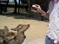 Homeless Nara Todaiji Deers Want Food Homeless Nara Todaiji Deers Want Food