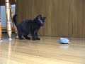 What kittens do all day