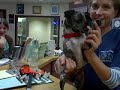 Adopt Misty