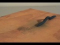 Caleb Sapp 2009 Demo Reel