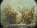 Fishing Lure Tips - Willowleaf SpinnerBait