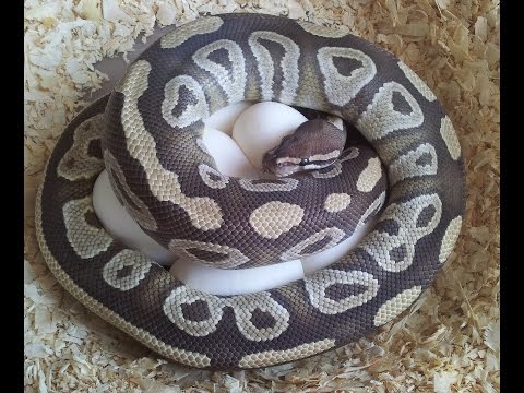YouTube reptile video