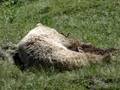 Alaska - sleeping grizzly