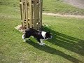 Breeze the Border Collie in Richmond Park Breeze the Border Collie in Richmond Park