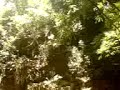Pulando na cachoeira - Sitião mindu Pulando na cachoeira - Sitião mindu