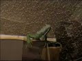 Born Free starring Xander the Iguana