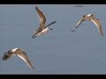 Fly Like A Bird - Karaoke Mariah Carey