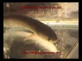 haruan vs papuyu.wmv haruan vs papuyu.wmv