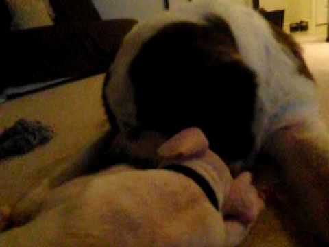 argentinian mastiff
