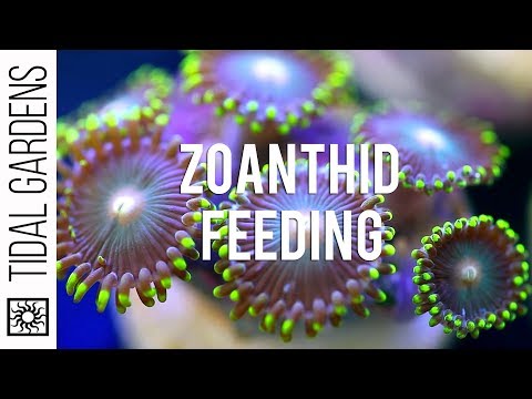 how to take care of zoanthids