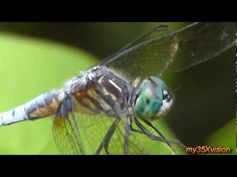 yt:stretch=16:9 - Summer Collage with Butterflies Dragonflies and friendly Spiders Filmed by my35Xvision in July of 2012 in Duke Island and Colonial Parks of NJ USA Relax with...