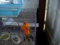 osky dancing osky dancing