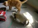 ferret playing