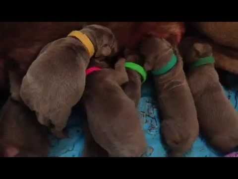 Silver Mist Labradors – Kyla’s litter 1 week old
