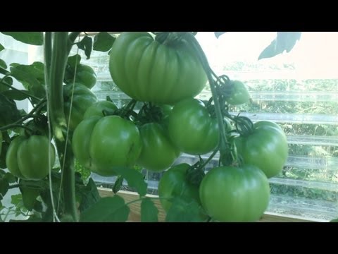 how to grow by hydroponics