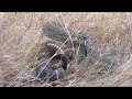California in Cold Blood - Western Rattlesnake Trio PART 2