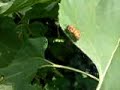 abeilles malades encore