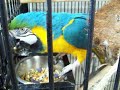 Rocky, Blue & Gold macaw at the shelter 2