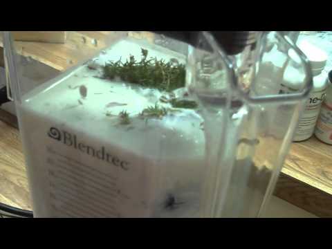 how to grow irish moss
