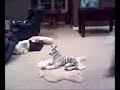 luke sappenfield getting pissed at a tiger