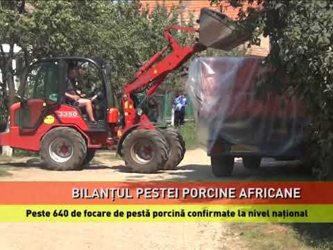 Peste 640 de focare de pestă porcină africană, active la ora actuală