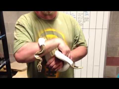 YouTube reptile video