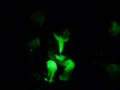 fun in the woods behind westwood!