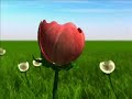 Flor Flor