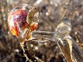Watch in High Quality! Rain fell on New Hampshire in January 2007 and froze, coating trees and bushes with thick ice. That is the subject of this slide show. 

Music is Bard Dance and Scarborough Fair.