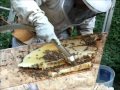 Honey Bee Colony Rescue - Glenville, NY