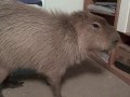 Caplin Rous in Capybara Scratches
