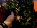 Crested Gecko Update