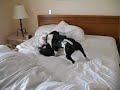 Bed Bugs