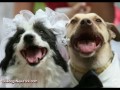 Pet Weddings!