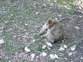 Singes Magots à Azrou au Maroc Singes Magots à Azrou au Maroc