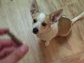 Classical Conditioning and Operant Conditioning Classical Conditioning and Operant Conditioning